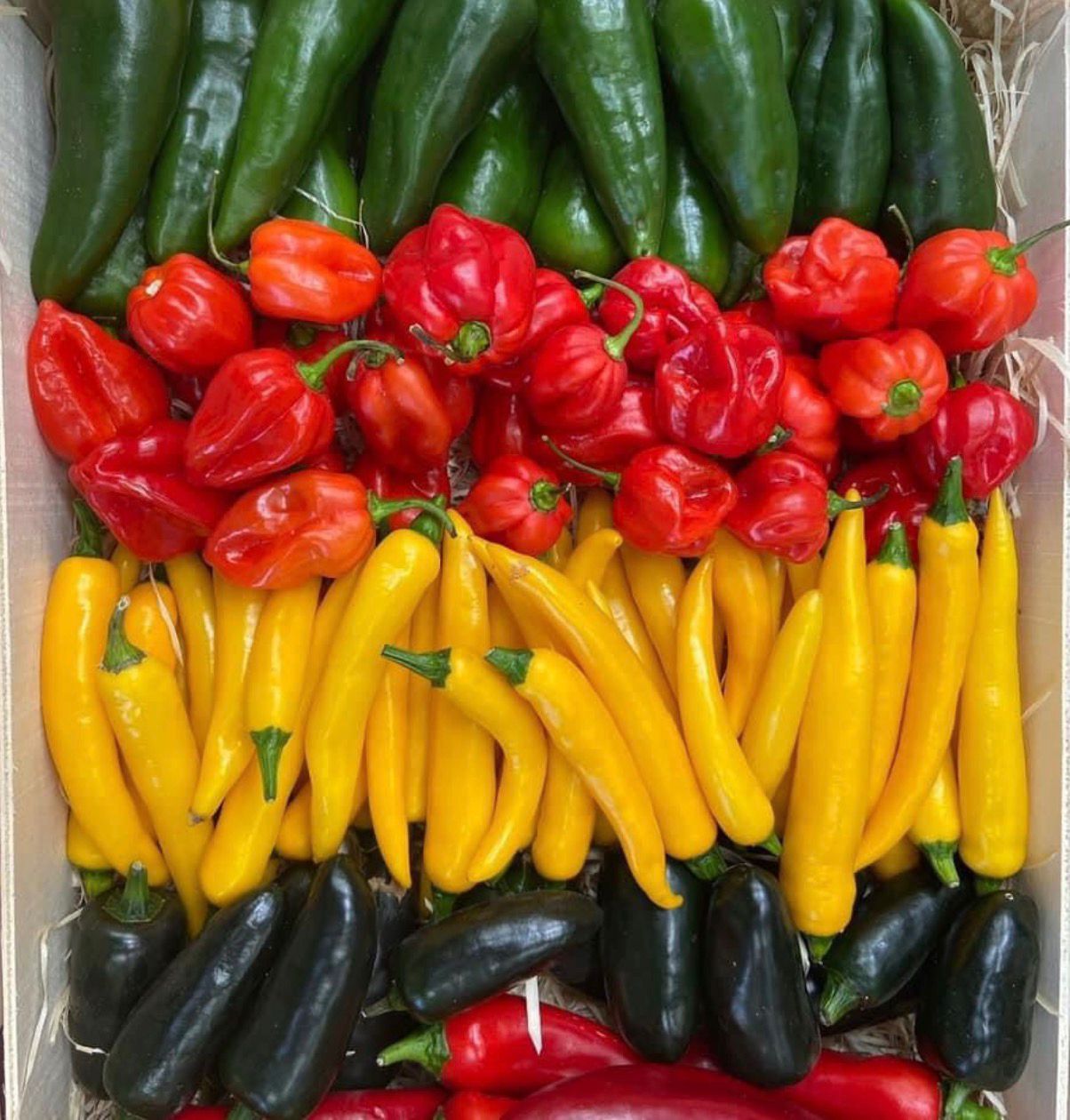 Everyday Essential Vegetables