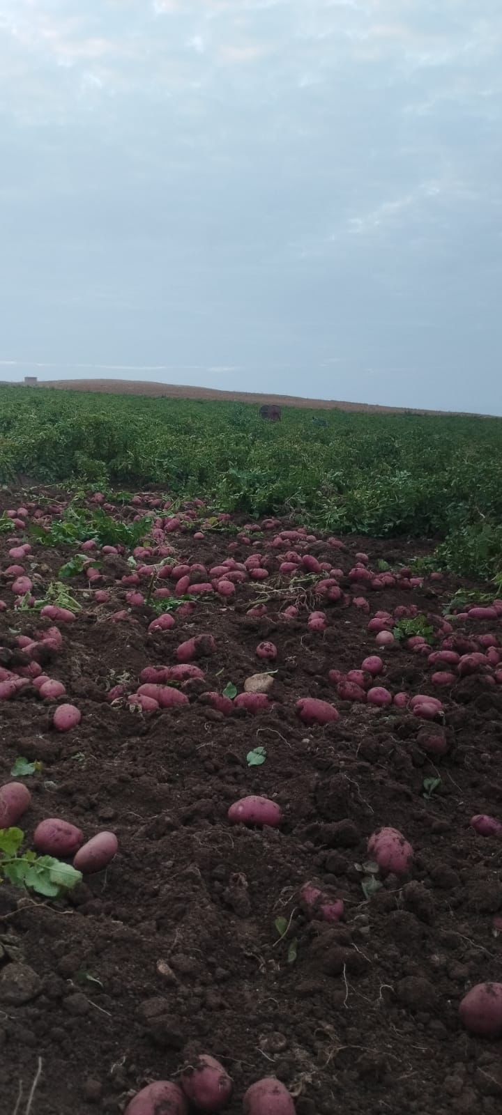 Fresh Moroccan farm produce